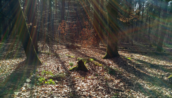 Waldabenteuer